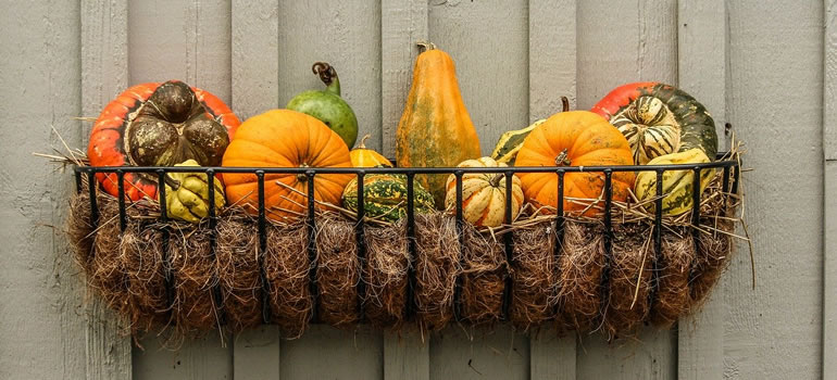 autumn pumpkins in hanging basket